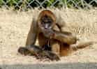 動物図鑑・ジェフロイクモザルの写真 15